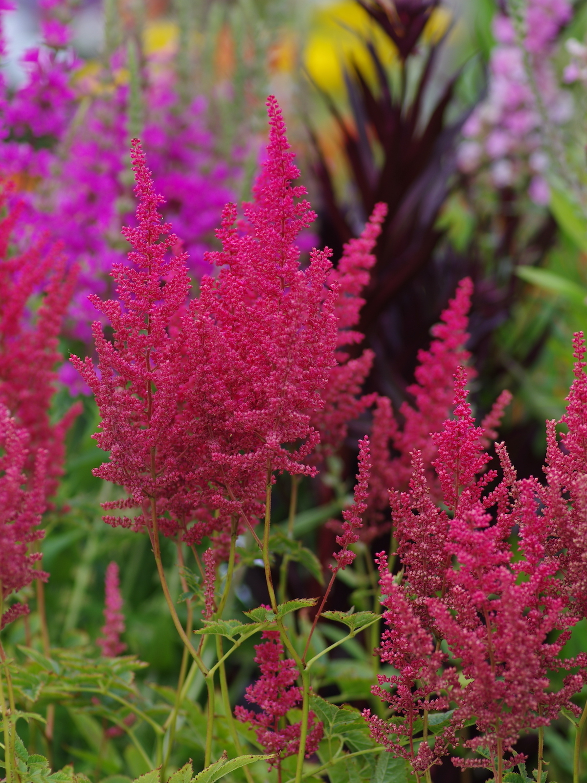 Astilbe arendsii 'Else Schluck'